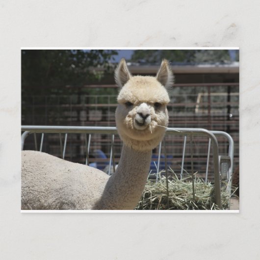 Cute Alpaca Briefkaart (Voorkant)
