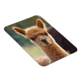 Cute Alpaca Magnet Magneet (Rechterzijde)