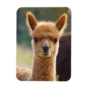 Cute Alpaca Magnet Magneet
