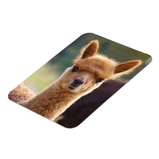 Cute Alpaca Magnet Magneet (Linkerzijde)