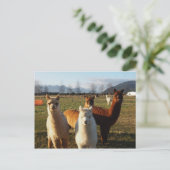 Cute Alpacas Briefkaart (Staand voorkant)