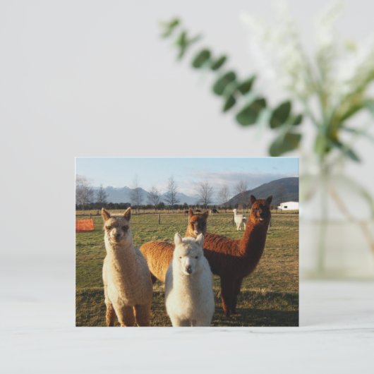 Cute Alpacas Briefkaart (Staand voorkant)