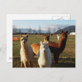 Cute Alpacas Briefkaart (Voorkant / Achterkant)