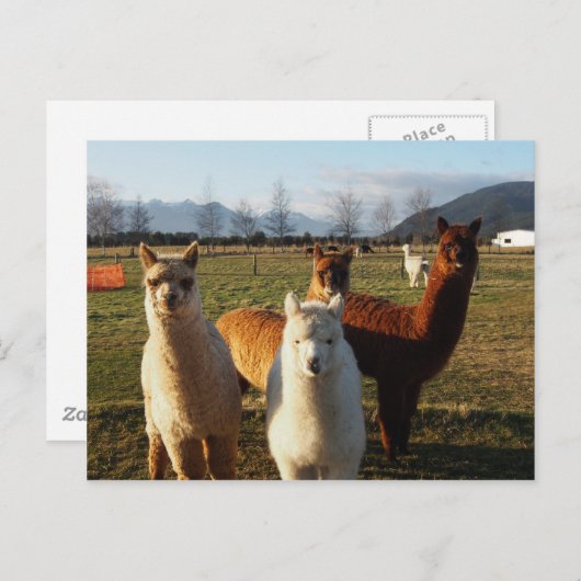 Cute Alpacas Briefkaart (Voorkant / Achterkant)