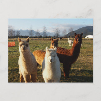 Cute Alpacas Briefkaart