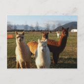 Cute Alpacas Briefkaart (Voorkant)