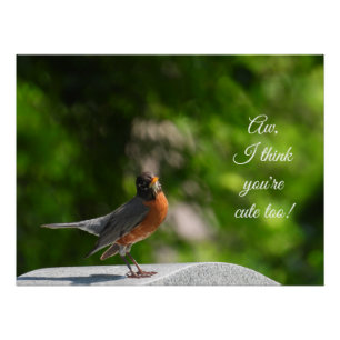 Cute American Robin *aanpassen* Perfect Poster