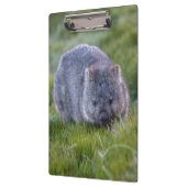 Cute and cudly Wombat Tasmania Australië Klembord (Links)