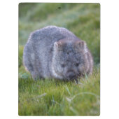 Cute and cudly Wombat Tasmania Australië Klembord (Achterkant)