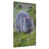 Cute and cudly Wombat Tasmania Australië Klembord (Rechts)