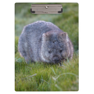 Cute and cudly Wombat Tasmania Australië Klembord