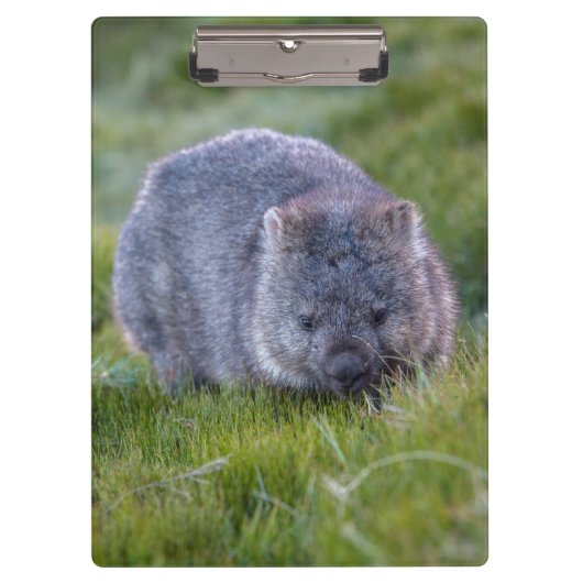 Cute and cudly Wombat Tasmania Australië Klembord (Voorkant)