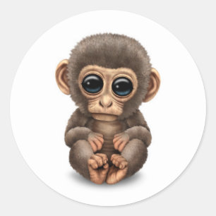 Cute and Curious Baby Monkey on White Ronde Sticker