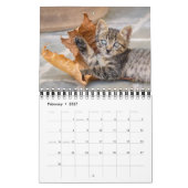 Cute and Funny Kittens Cat Photo — Kalender (Feb 2027)