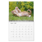 Cute and Funny Kittens Cat Photo — Kalender (Mar 2027)