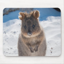 Cute and happy Quokka op het strand in Australië