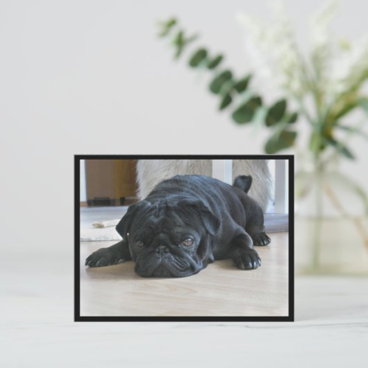 Cute and Lazy Black Pug Puppy Briefkaart (Staand voorkant)