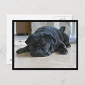 Cute and Lazy Black Pug Puppy Briefkaart (Voorkant / Achterkant)