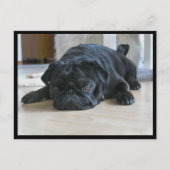 Cute and Lazy Black Pug Puppy Briefkaart (Voorkant)