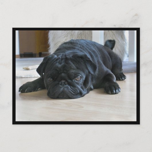 Cute and Lazy Black Pug Puppy Briefkaart (Voorkant)