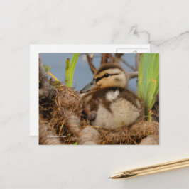 Cute and Precocide Mallard Ducking Briefkaart