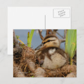 Cute and Precocide Mallard Ducking Briefkaart (Voorkant / Achterkant)