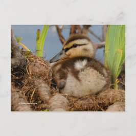 Cute and Precocide Mallard Ducking Briefkaart