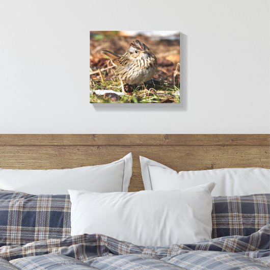 Cute and Spunky Lincoln's Sparrow Canvas Afdruk (Insitu (Slaapkamer))