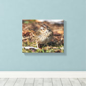 Cute and Spunky Lincoln's Sparrow Canvas Afdruk (Insitu (Houten vloer))