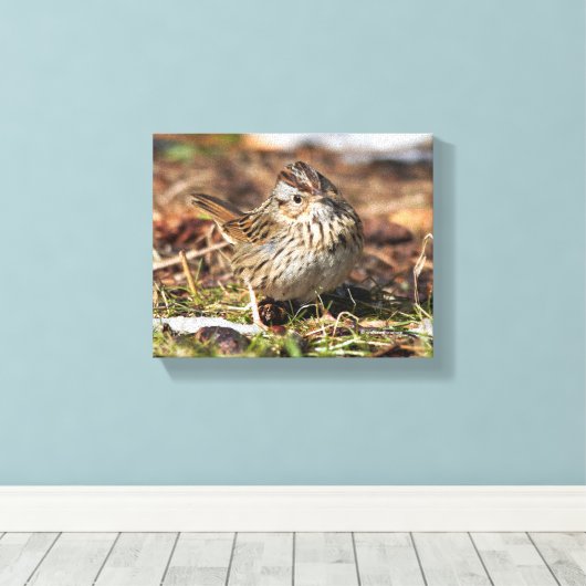 Cute and Spunky Lincoln's Sparrow Canvas Afdruk (Insitu (Houten vloer))