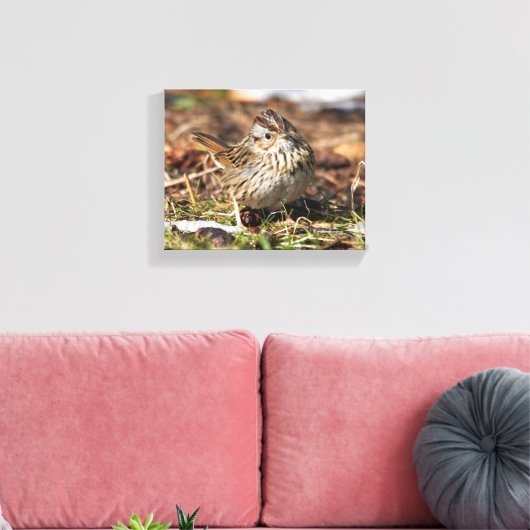 Cute and Spunky Lincoln's Sparrow Canvas Afdruk (Insitu (Woonkamer))