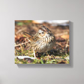 Cute and Spunky Lincoln's Sparrow Canvas Afdruk (Voorkant)
