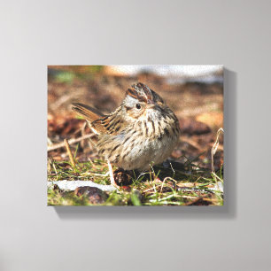 Cute and Spunky Lincoln's Sparrow Canvas Afdruk