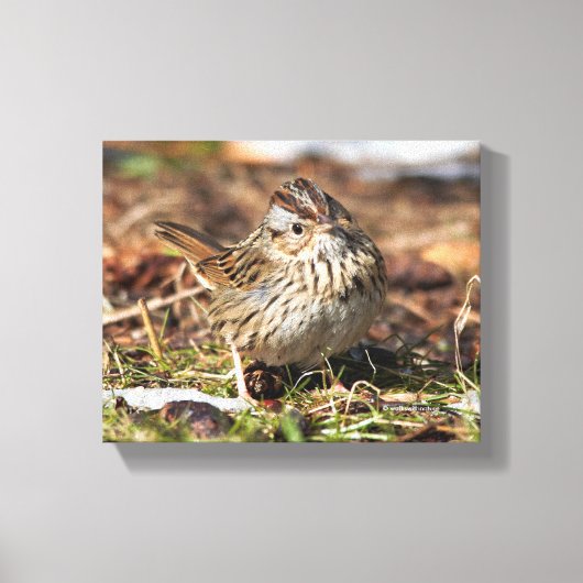 Cute and Spunky Lincoln's Sparrow Canvas Afdruk (Voorkant)