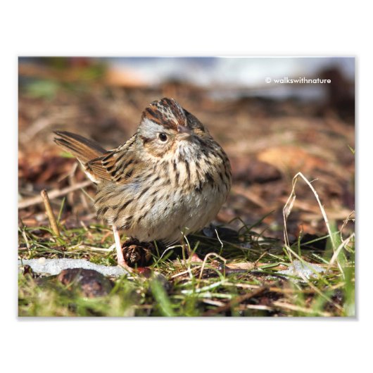Cute and Spunky Lincoln's Sparrow Foto Afdruk (Voorkant)