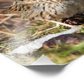 Cute and Spunky Lincoln's Sparrow Foto Afdruk (Hoek)