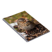 Cute and Spunky Lincoln's Sparrow Notitieboek (Rechterzijde)