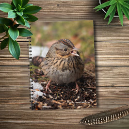 Cute and Spunky Lincoln's Sparrow Notitieboek