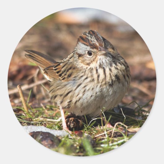 Cute and Spunky Lincoln's Sparrow Ronde Sticker (Voorkant)