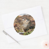 Cute and Spunky Lincoln's Sparrow Ronde Sticker (Envelop)