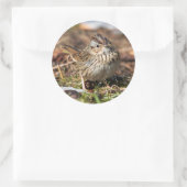 Cute and Spunky Lincoln's Sparrow Ronde Sticker (Tas)