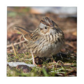 Cute and Spunky Lincoln's Sparrow Tegeltje (Voorkant)