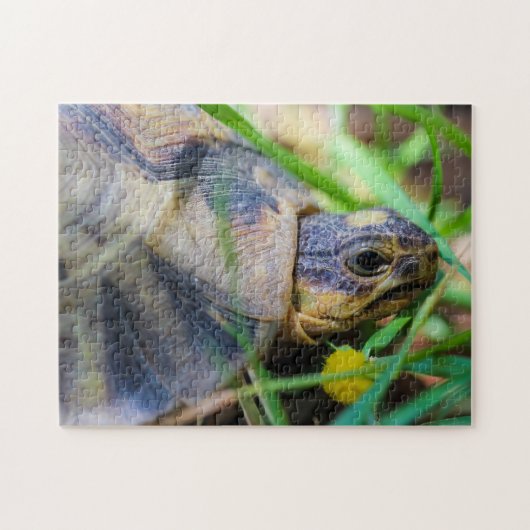 Cute Angulate Tortoise South Africa - Gegevens Legpuzzel (Horizontaal)