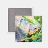 Cute Angulate Tortoise South Africa - Gegevens Magneet (Voorkant / Achterkant)