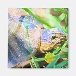 Cute Angulate Tortoise South Africa - Gegevens Magneet