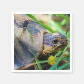 Cute Angulate Tortoise Zuid-Afrika Servet (Voorkant)