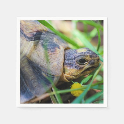 Cute Angulate Tortoise Zuid-Afrika Servet (Voorkant)