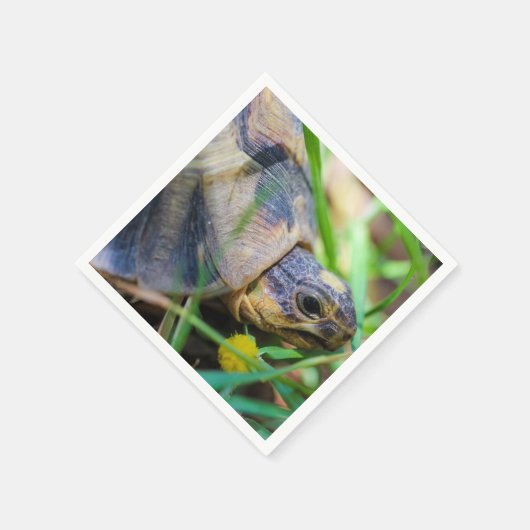 Cute Angulate Tortoise Zuid-Afrika Servet (Hoek)