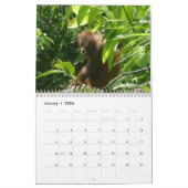 Cute Animal Photography Orangutan Calendar Kalender (Jan 2026)