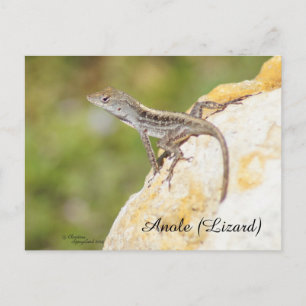 Cute Anole Lizard Briefkaart